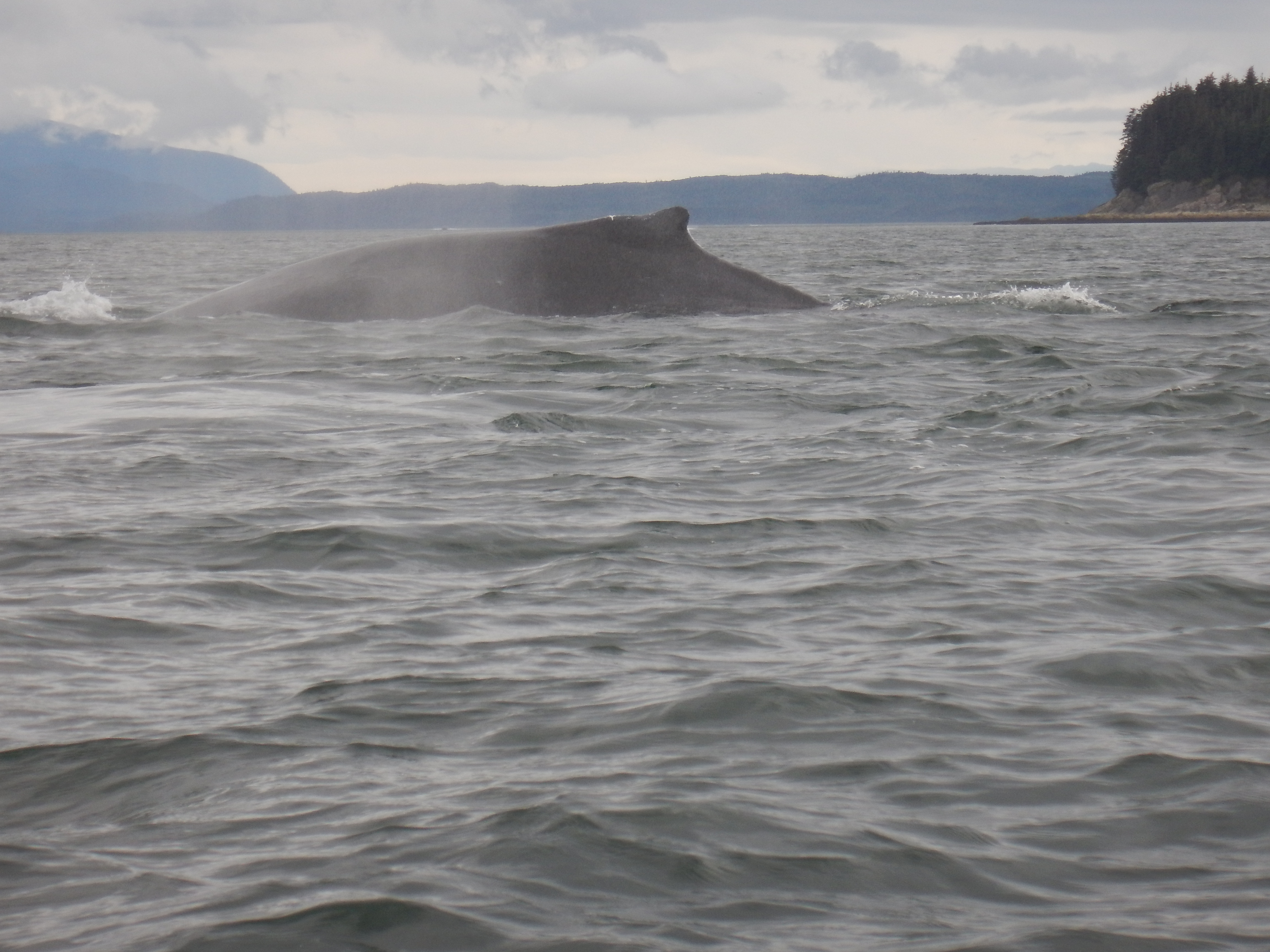 Whale ahead 1